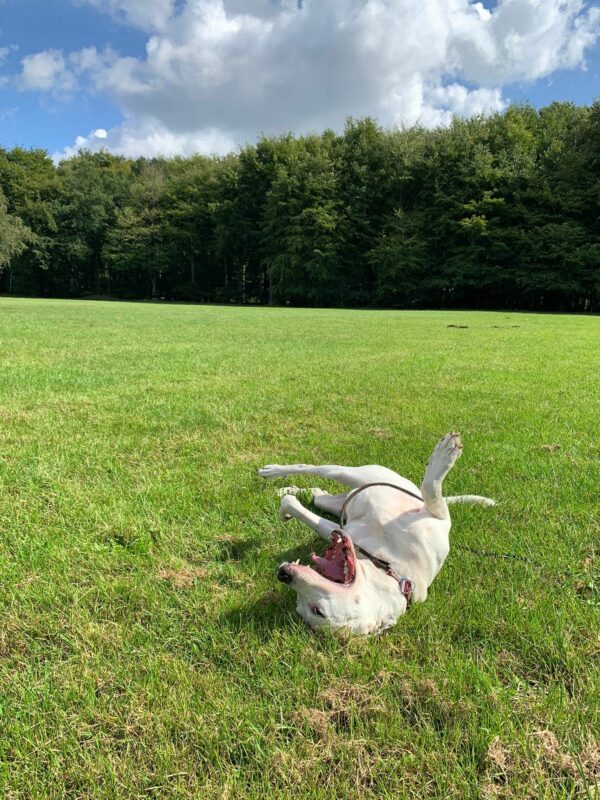 PONGO - Gnadenplatzhund seit 12.2021 – Bild 14