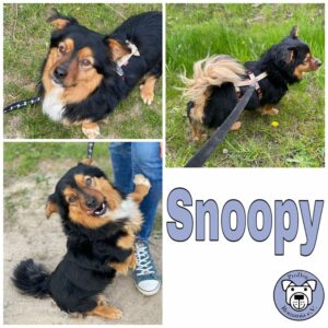 Snoopy in 18311 Ribnitz Damgarten *vermittelt*