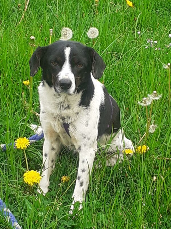 Chica in 24222 Schwentinental *vermittelt* – Bild 3