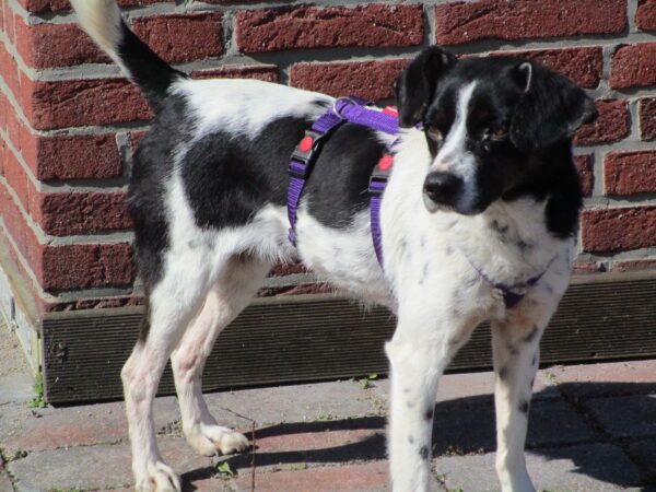 Chica in 24222 Schwentinental *vermittelt* – Bild 2