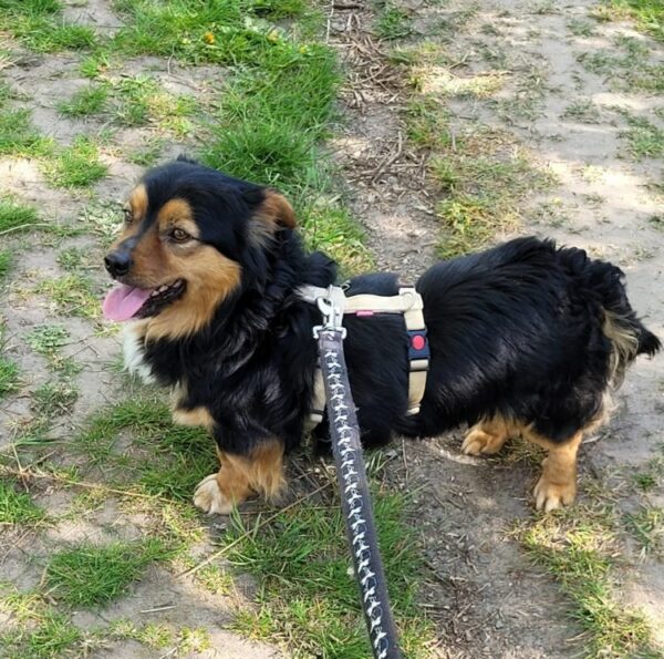 Snoopy in 18311 Ribnitz Damgarten *vermittelt* – Bild 2