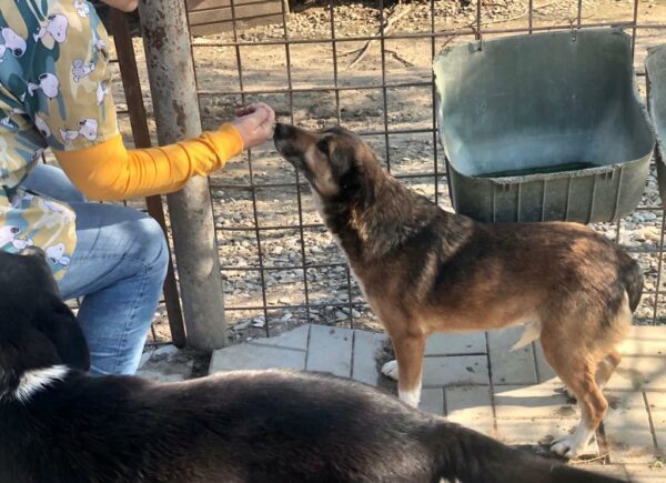 NAMIDA - seit 2015 im Shelter - reserviert Hundehilfe Hinterland vermittelt – Bild 3