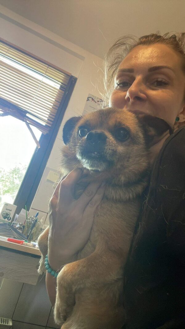 BRENDAH - reserviert TINO vermittelt – Bild 3