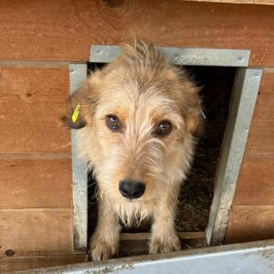 IDEFIX - reserviert Sasi vermittelt