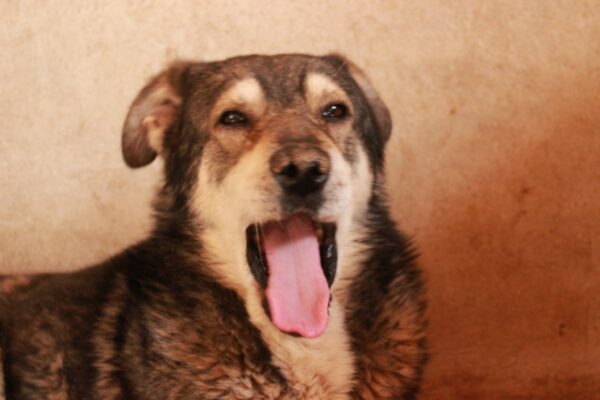 LUCIEN - Notfall-Oldie: resigniert, abgemagert - auf Pflegestelle in PLZ 96 als Gnadenplatzhund - ausgereist – Bild 3