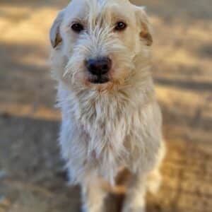 JAMIRO - reserviert Betty vermittelt