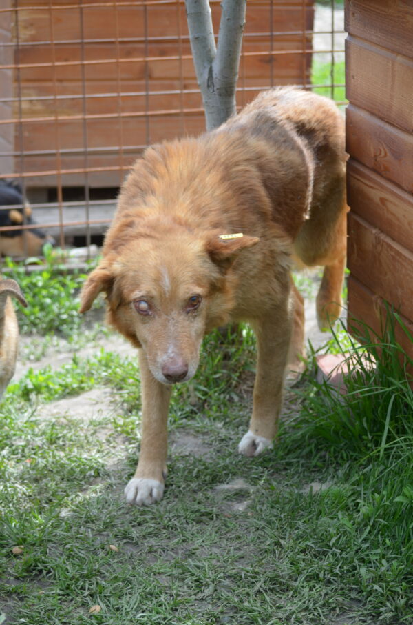 OSCAR (♂) - als PDR GPH auf PDR PS – Bild 2