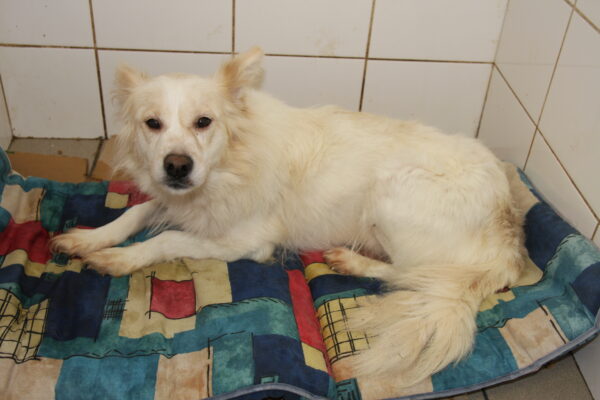 BLANCHE - reserviert Tierhilfe Lebenswert DR (17.05.) - vermittelt – Bild 3