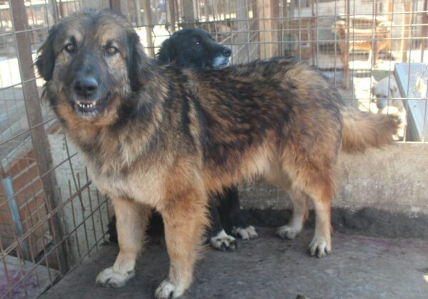 RAGNAR (♂) – Bild 4