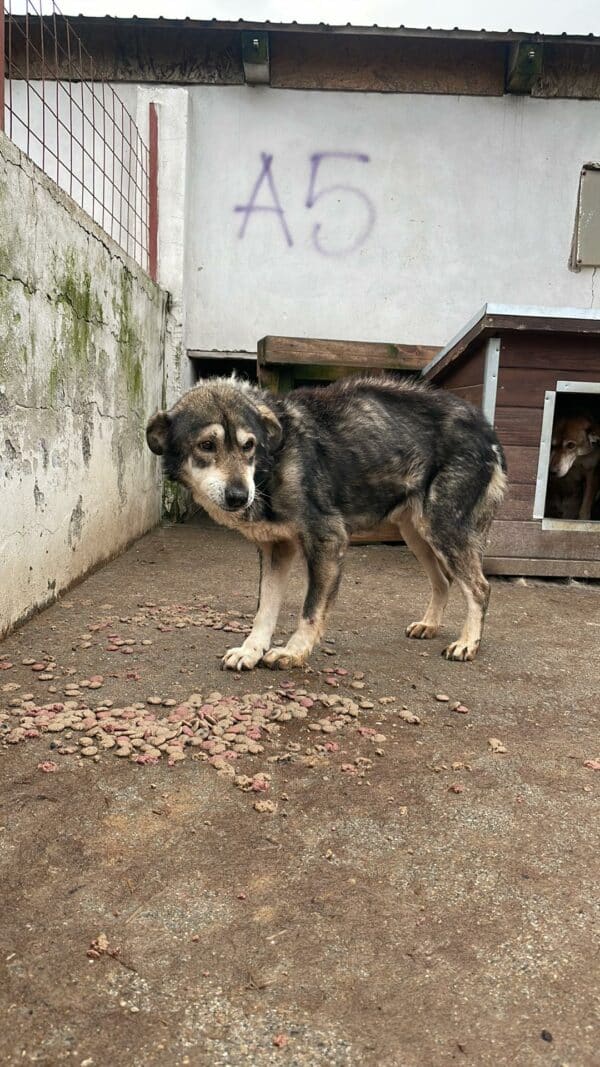 LUCIEN - Notfall-Oldie: resigniert, abgemagert - auf Pflegestelle in PLZ 96 als Gnadenplatzhund - ausgereist – Bild 7