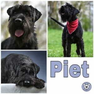 Piet in 68642 Bürstadt  - vermittelt