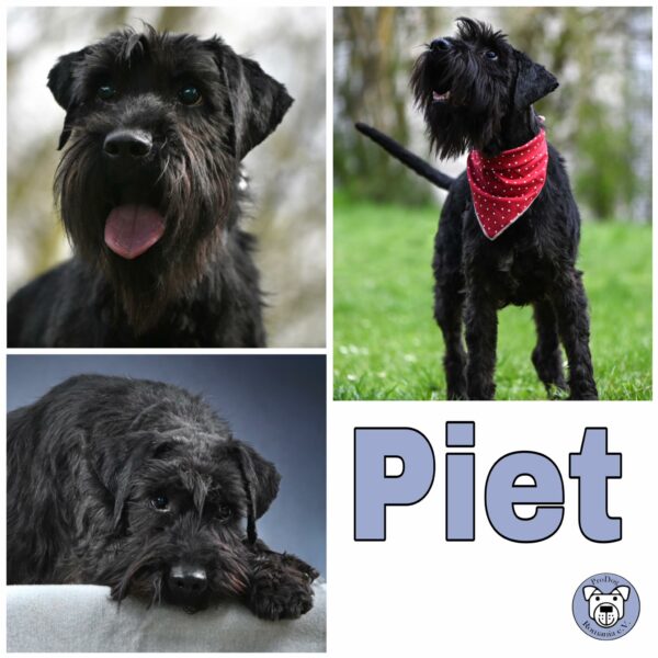 Piet in 68642 Bürstadt  - vermittelt