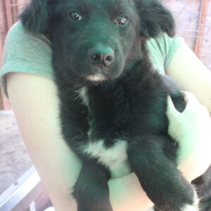 TRUMAN (ARAN) - auf Pflegestelle in PLZ 7 vermittelt