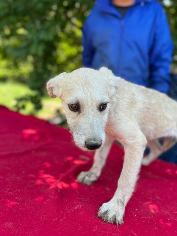 NALA - auf Pflegestelle in PLZ 1 vermittelt – Bild 4