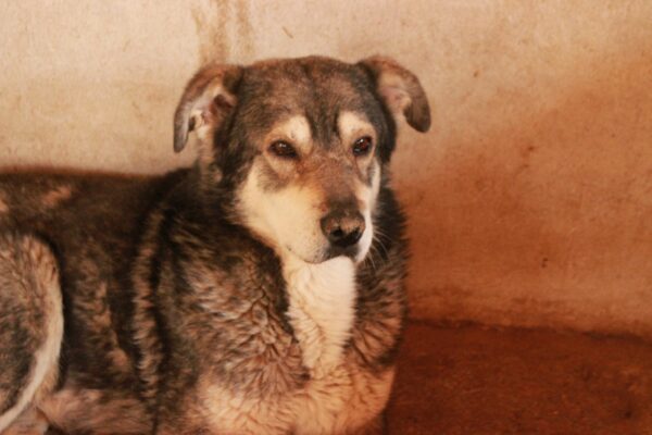 LUCIEN - Notfall-Oldie: resigniert, abgemagert - auf Pflegestelle in PLZ 96 als Gnadenplatzhund - ausgereist – Bild 4