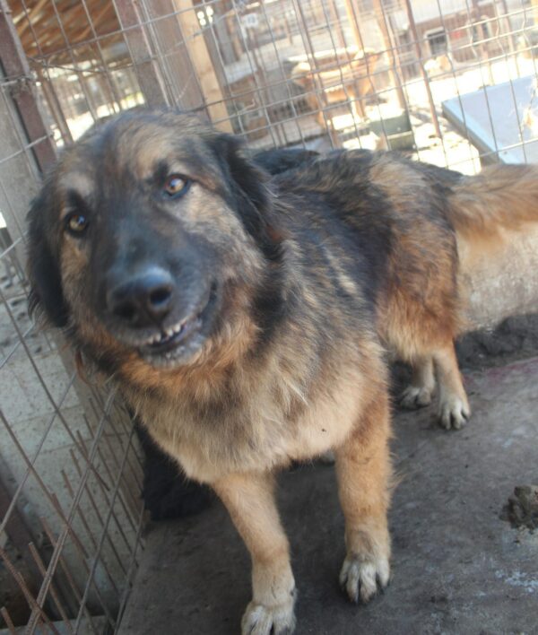 RAGNAR (♂) – Bild 6
