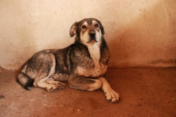 LUCIEN - Notfall-Oldie: resigniert, abgemagert - auf Pflegestelle in PLZ 96 als Gnadenplatzhund - ausgereist – Bild 5