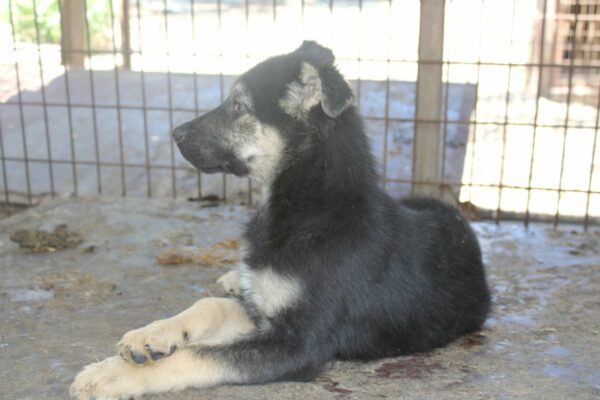 HUMMEL - reserviert LS vermittelt – Bild 5