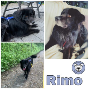 Rimo in 56727 Mayen *vermittelt*