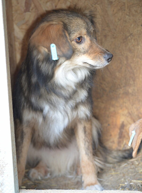 HILDCHEN - reserviert Betty - vermittelt – Bild 2
