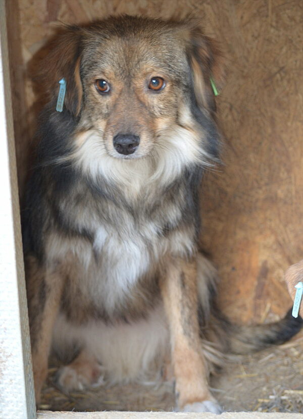 HILDCHEN - reserviert Betty - vermittelt – Bild 3