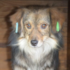 HILDCHEN - reserviert Betty - vermittelt