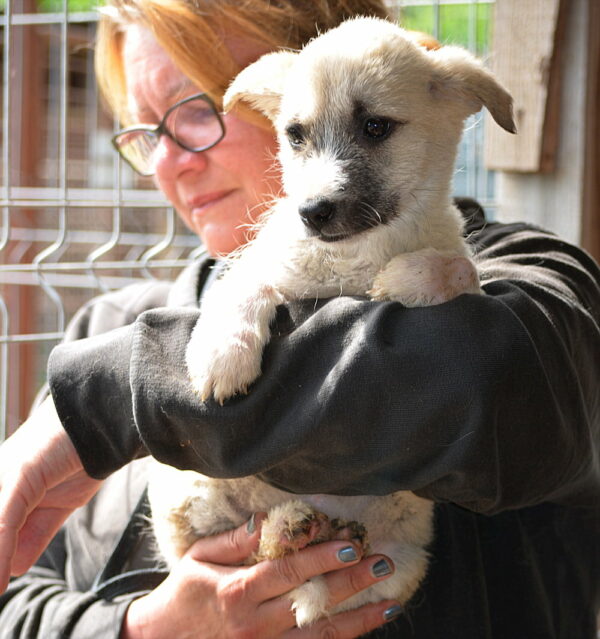 MILLY - auf Pflegestelle in PLZ 2 vermittelt – Bild 4