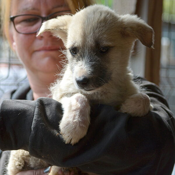 MILLY - auf Pflegestelle in PLZ 2 vermittelt – Bild 5