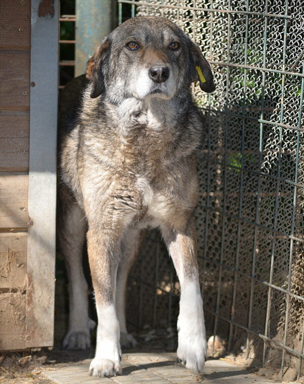 BIRTE (♀) - vermisst 11/24 – Bild 11