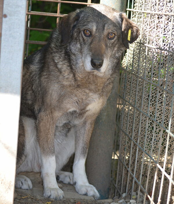 BIRTE (♀) - vermisst 11/24 – Bild 13