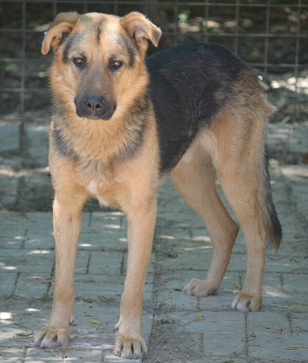 TIAGO (♂) – Bild 4