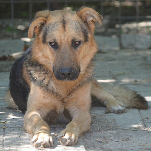 TIAGO (♂) – Bild 5