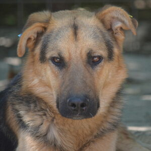 TIAGO (♂)