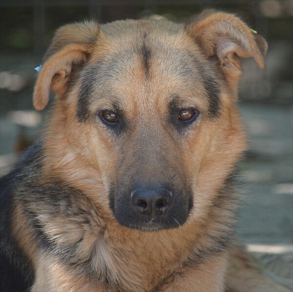 TIAGO (♂)