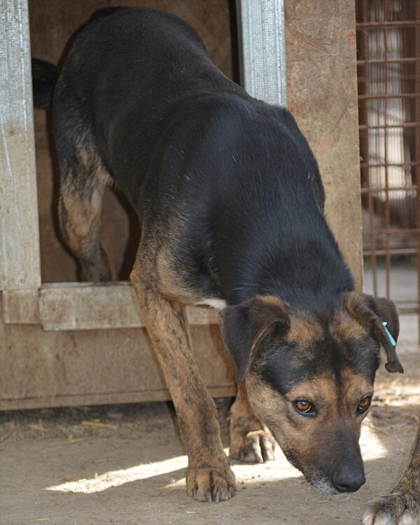 NORBY (♂) – Bild 4