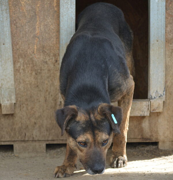 NORBY (♂) – Bild 5