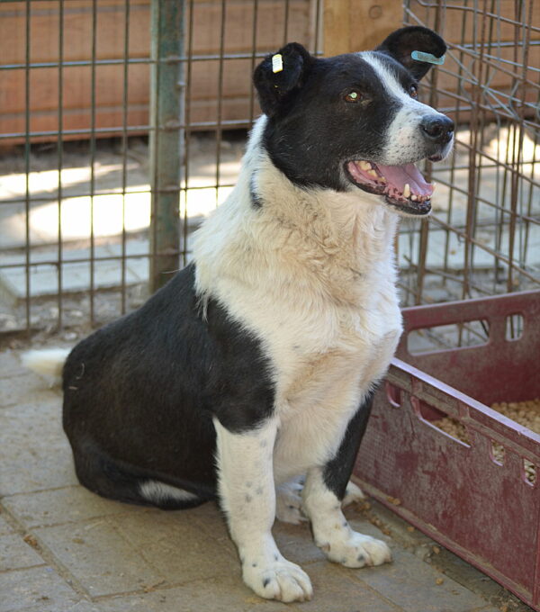 HAKIM (♂) - ausgereist zu Tiere in Not Odenwald e.V. (PM) – Bild 14