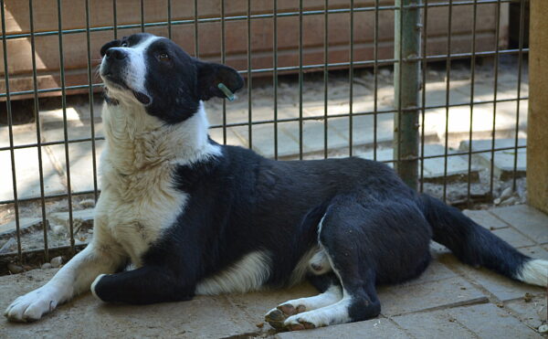 HAKIM (♂) - ausgereist zu Tiere in Not Odenwald e.V. (PM) – Bild 16