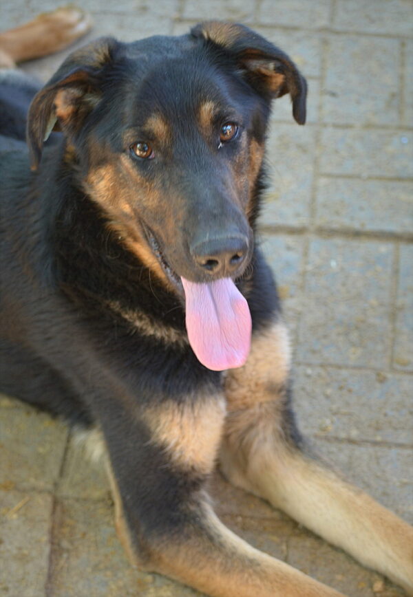 CAIO (♂) - vermittelt MH – Bild 4
