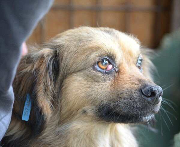 PYP - reserviert Second Chance Dogs vermittelt – Bild 2
