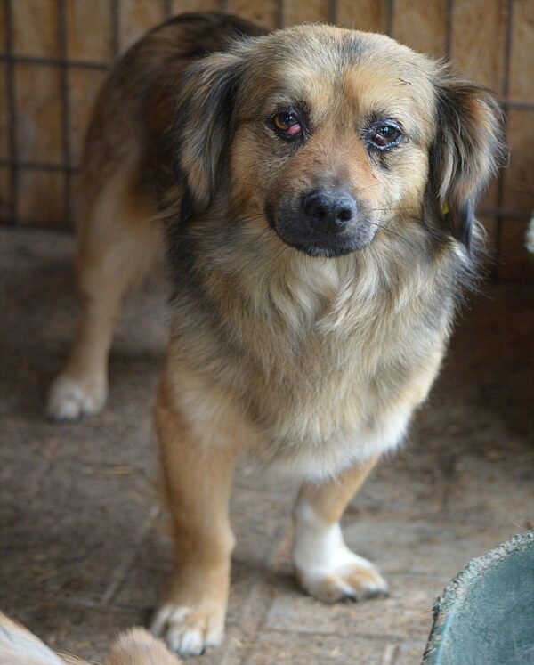 PYP - reserviert Second Chance Dogs vermittelt – Bild 3