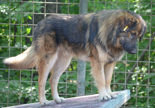 RAGNAR (♂) – Bild 10