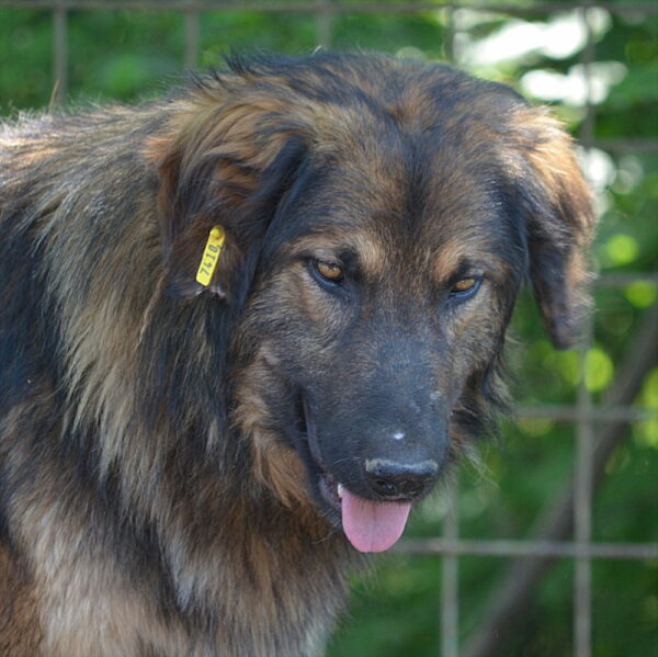 RAGNAR (♂) – Bild 11