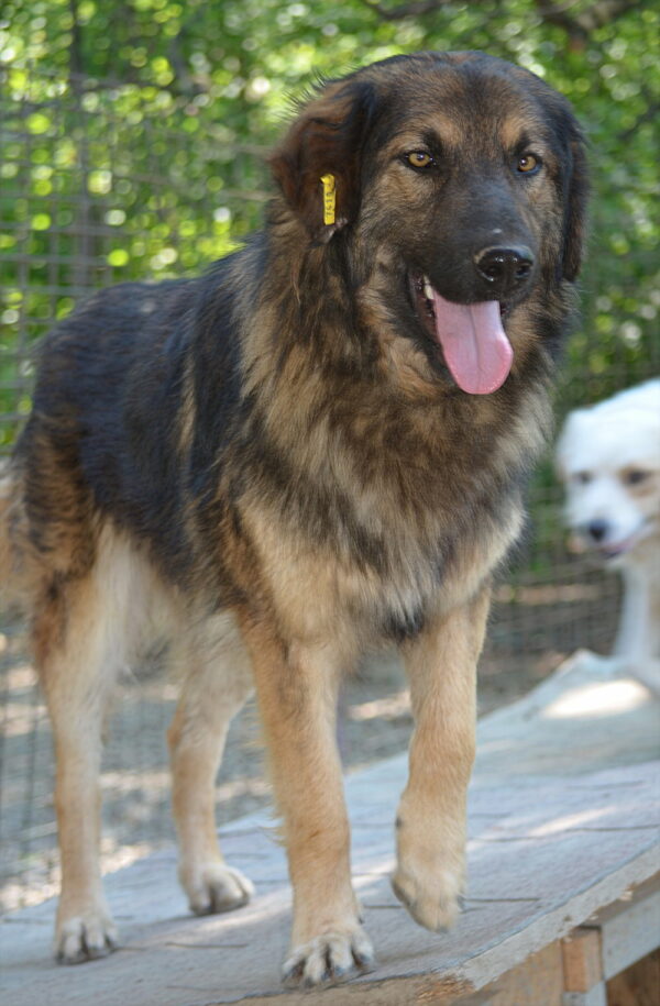 RAGNAR (♂) – Bild 12