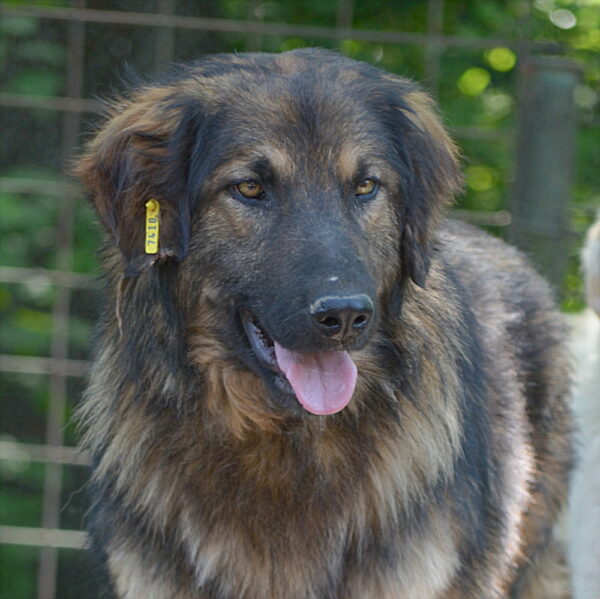 RAGNAR (♂) – Bild 9