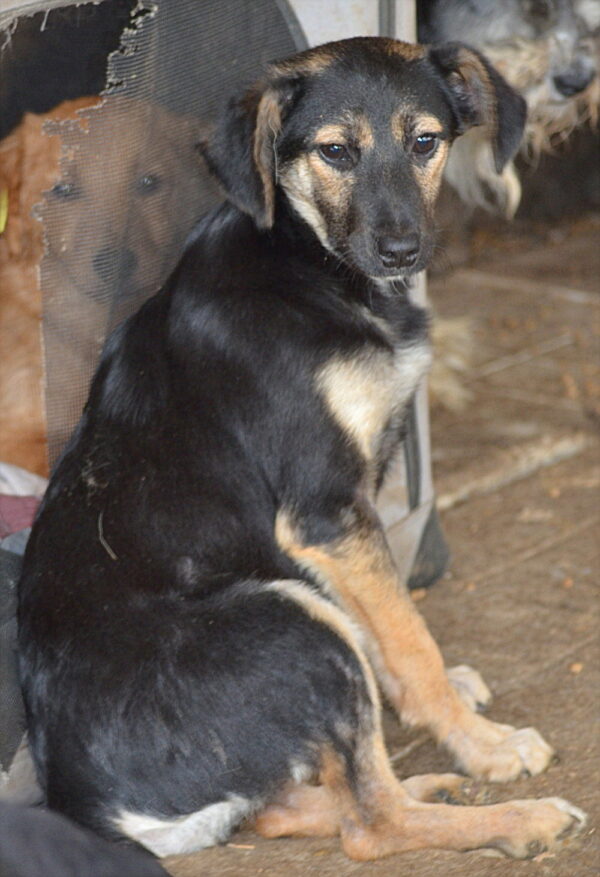 SARYN – reserviert Tierhilfe Lebenswert DR (23.05.) - vermittelt – Bild 2
