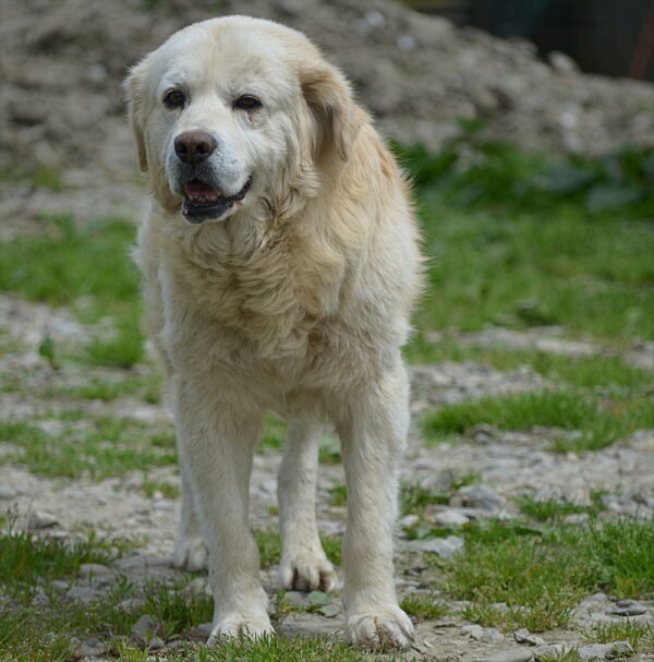 BOSKO (♂) - RBB 08/24 – Bild 2
