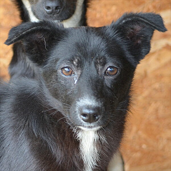 LUCI - reserviert Tierhilfe Lebenswert DR (11.05.) - vermittelt – Bild 3
