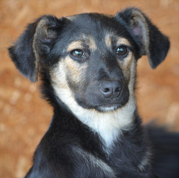 SARYN – reserviert Tierhilfe Lebenswert DR (23.05.) - vermittelt – Bild 4