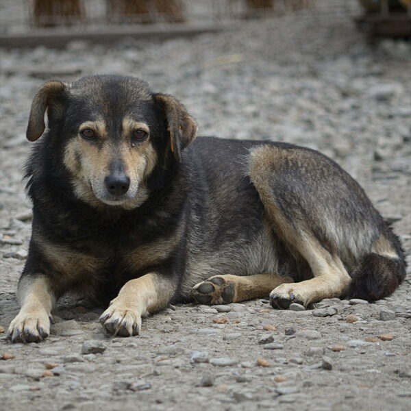 KAUNI (♀) – Bild 3